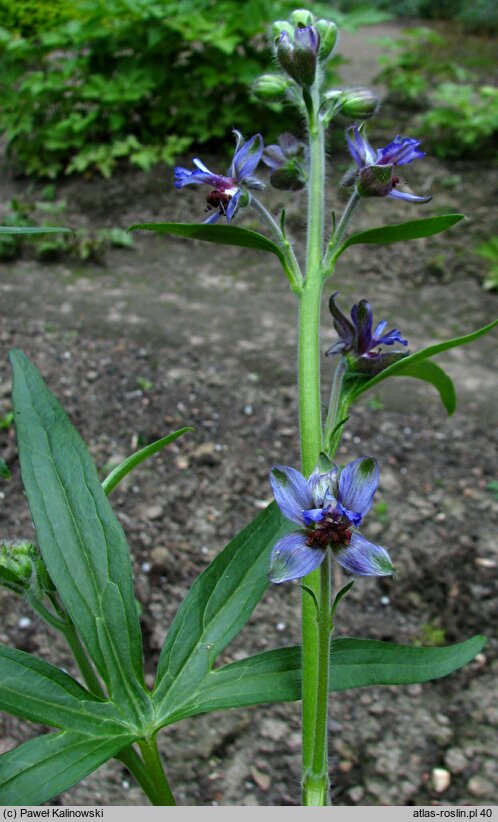 Delphinium staphisagria