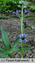 Delphinium staphisagria