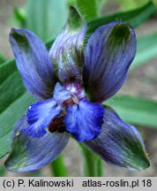 Delphinium staphisagria