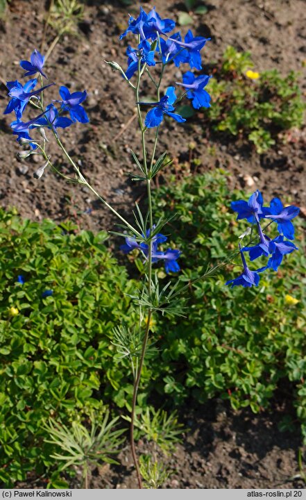 Delphinium tatsienense (ostróżka tatsjeneńska)