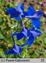 Delphinium tatsienense (ostróżka tatsjeneńska)