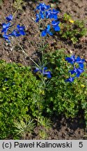 Delphinium tatsienense (ostróżka tatsjeneńska)