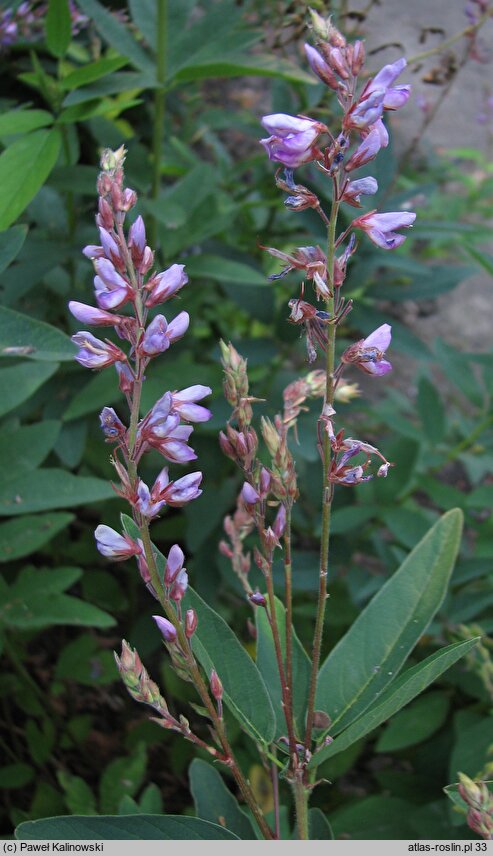Desmodium canadense (desmodium kanadyjskie)