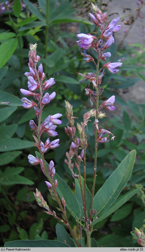 Desmodium canadense (desmodium kanadyjskie)