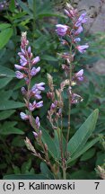 Desmodium canadense (desmodium kanadyjskie)