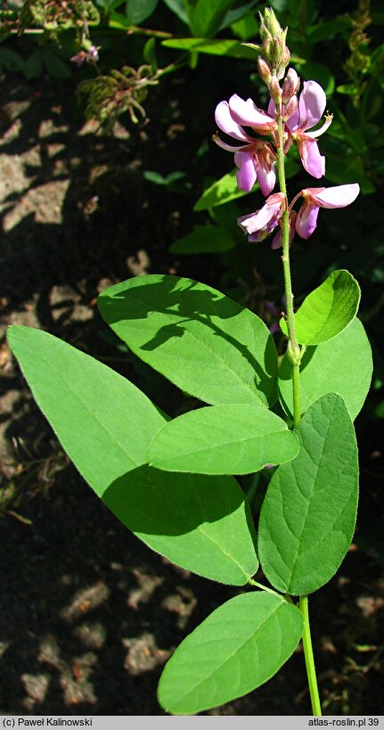 Desmodium canadense (desmodium kanadyjskie)