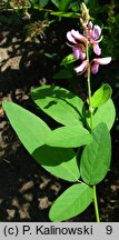 Desmodium canadense (desmodium kanadyjskie)