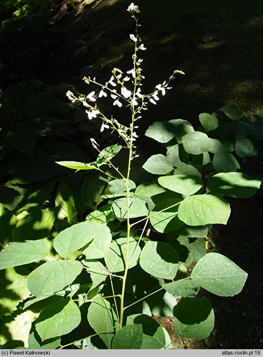 Sunhangia elegans (desmodium wytworne)