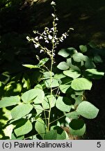 Sunhangia elegans (desmodium wytworne)