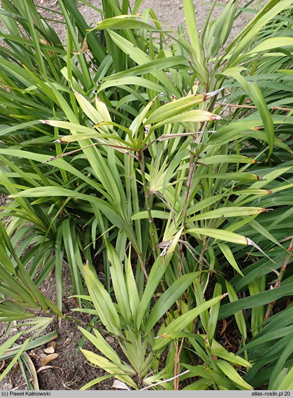 Dianella ensifolia