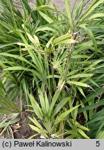 Dianella ensifolia