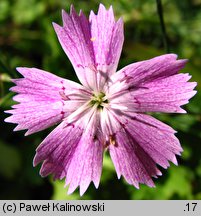 Dianthus campestris (goździk polny)