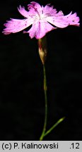 Dianthus campestris (goździk polny)