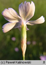 Dianthus campestris (goździk polny)