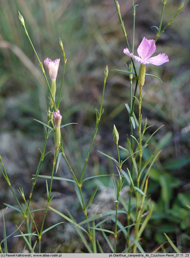 Dianthus campestris (goździk polny)