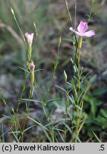goździk polny (Dianthus campestris)