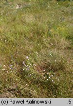 Dianthus campestris (goździk polny)