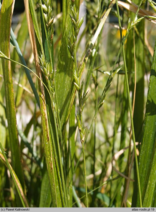 Diarrhena japonica (diarrhena japońska)