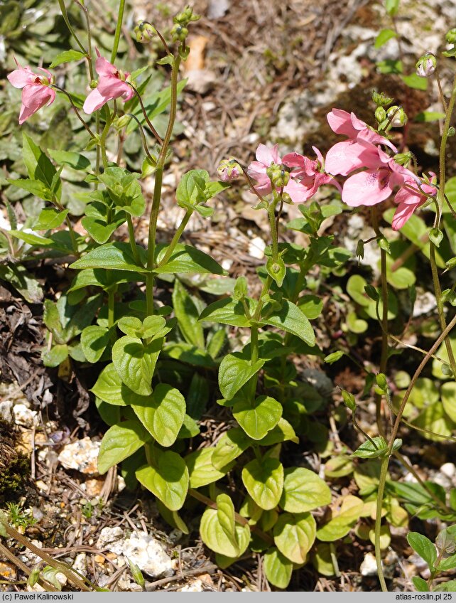 Diascia anastrepta