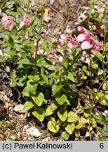 Diascia anastrepta