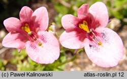 Diascia anastrepta