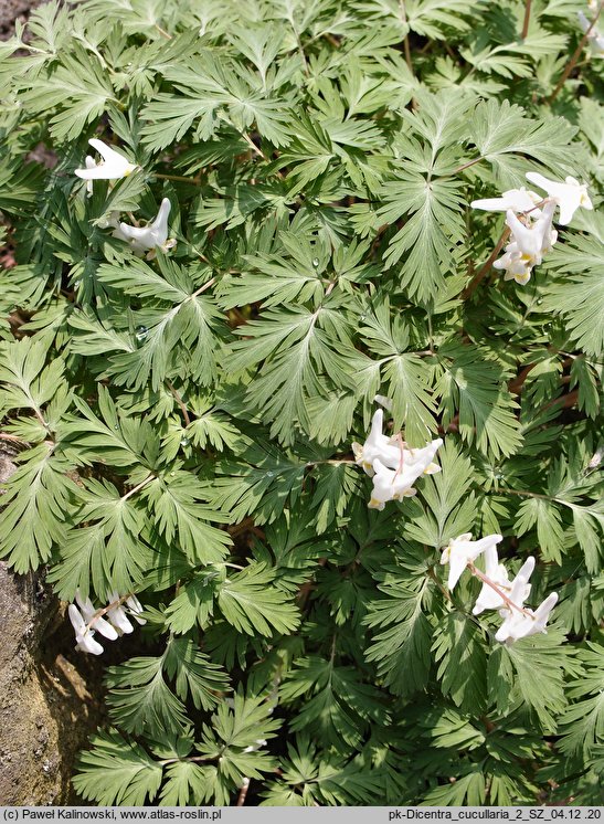 Dicentra cucullaria