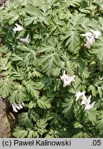 Dicentra cucullaria