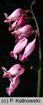 Dicentra eximia (serduszka wspaniała)