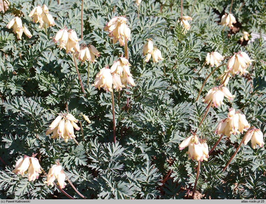 Dicentra oregona