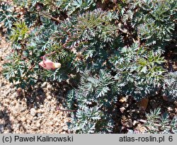 Dicentra ×gothoburgensis cv. Gullefjun Strain