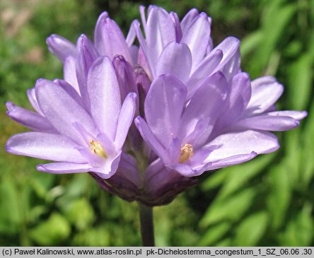 Dichelostemma congestum