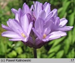 Dichelostemma congestum