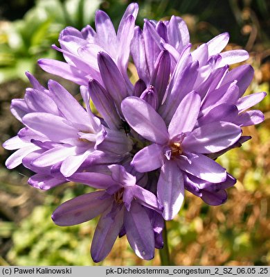 Dichelostemma congestum