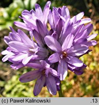 Dichelostemma congestum