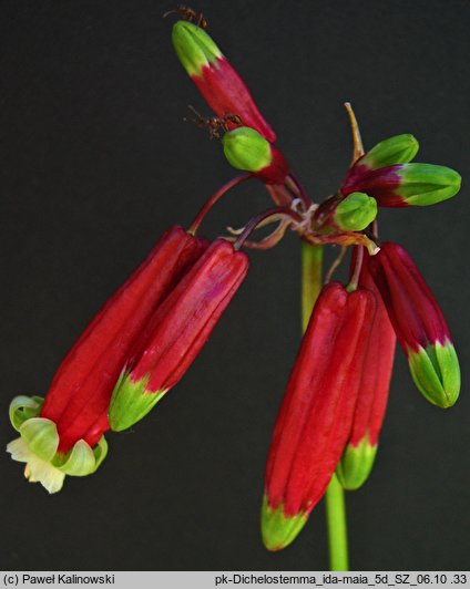 Dichelostemma ida-maia