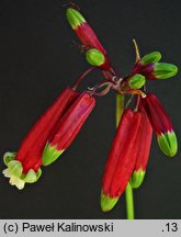 Dichelostemma ida-maia