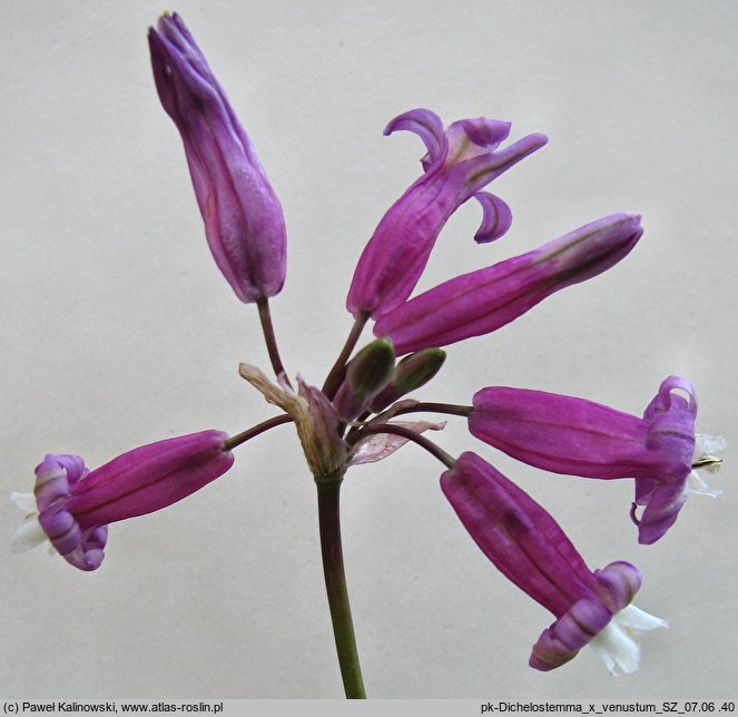 Dichelostemma ×venustum