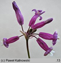 Dichelostemma ×venustum