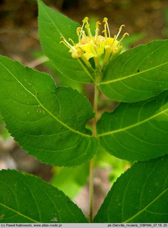 Diervilla rivularis (zadrzewnia nadbrzeżna)