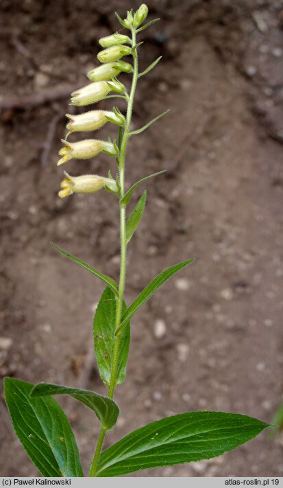 Digitalis grandiflora × viridiflora