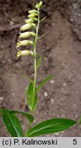 Digitalis grandiflora × viridiflora