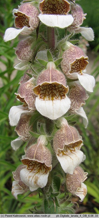 Digitalis lanata (naparstnica wełnista)