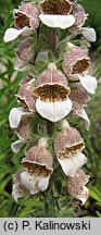 Digitalis lanata (naparstnica wełnista)