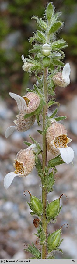 Digitalis lanata (naparstnica wełnista)