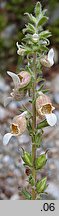 Digitalis lanata (naparstnica wełnista)