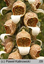 Digitalis lanata (naparstnica wełnista)