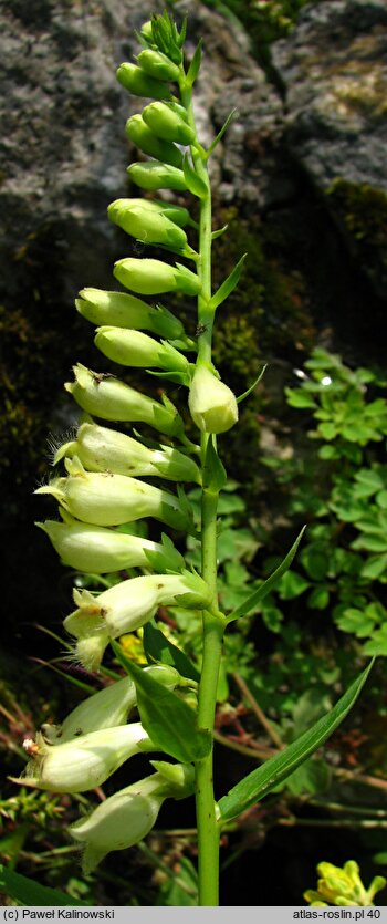 Digitalis lutea (naparstnica żółta)