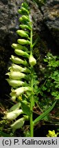 Digitalis lutea (naparstnica żółta)