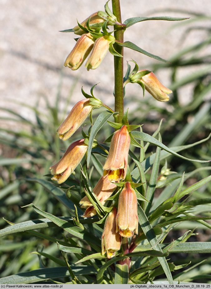 Digitalis obscura (naparstnica hiszpańska)