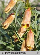 Digitalis obscura (naparstnica hiszpańska)